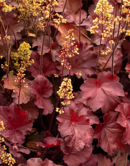 Heuchera x cult. LC 'Blondie' -R-