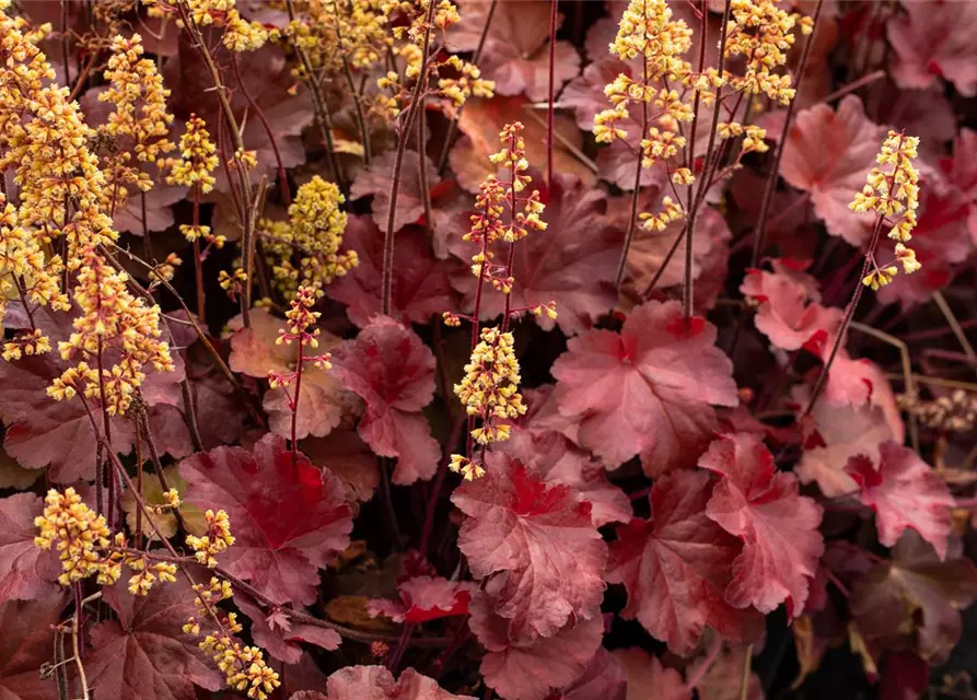 Heuchera x cult. LC 'Blondie' -R-