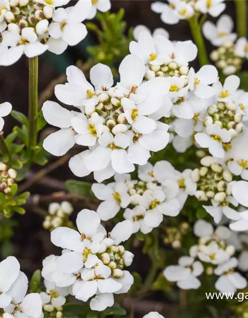 Iberis sempervirens 'Fischbeck'