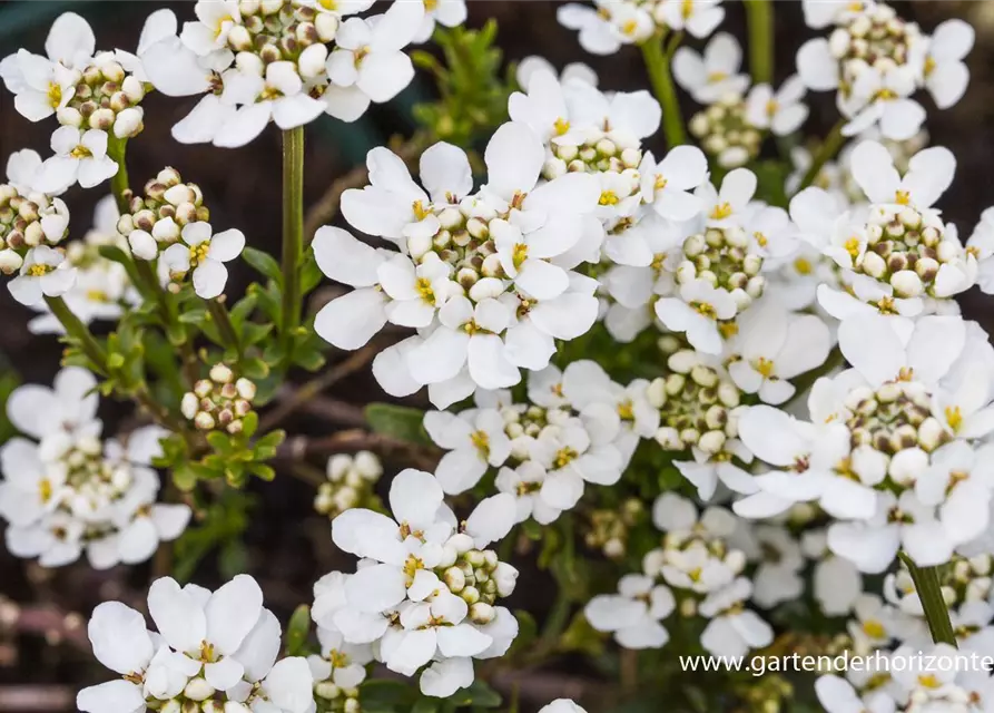 Iberis sempervirens 'Fischbeck'