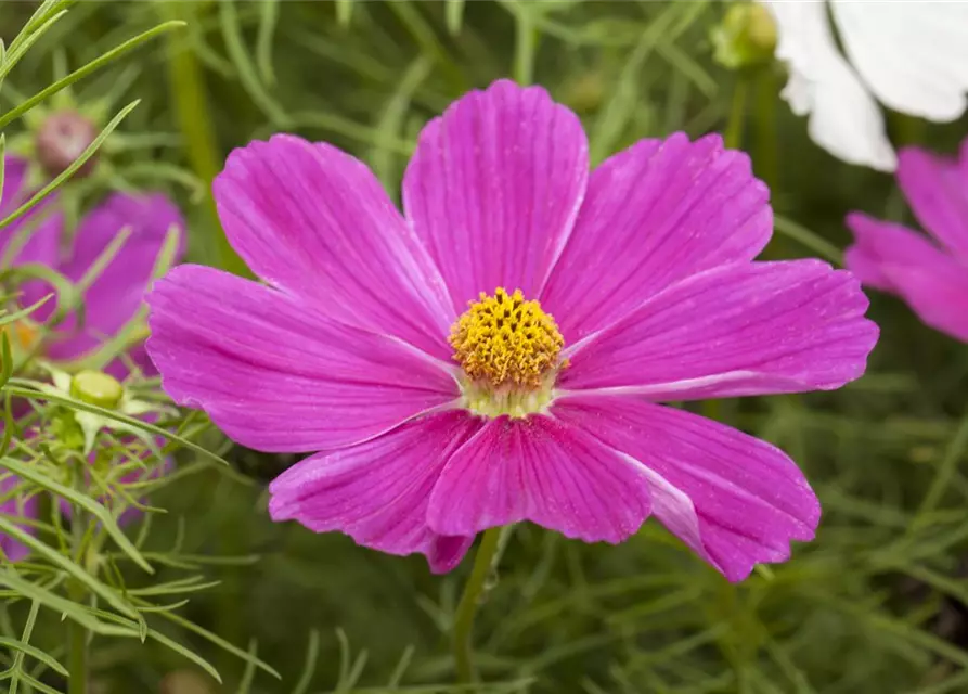 Cosmos bipinnatus