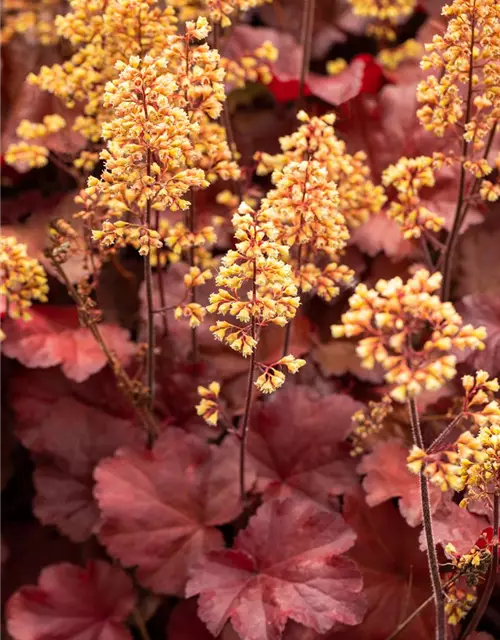 Heuchera x cult. LC 'Blondie' -R-