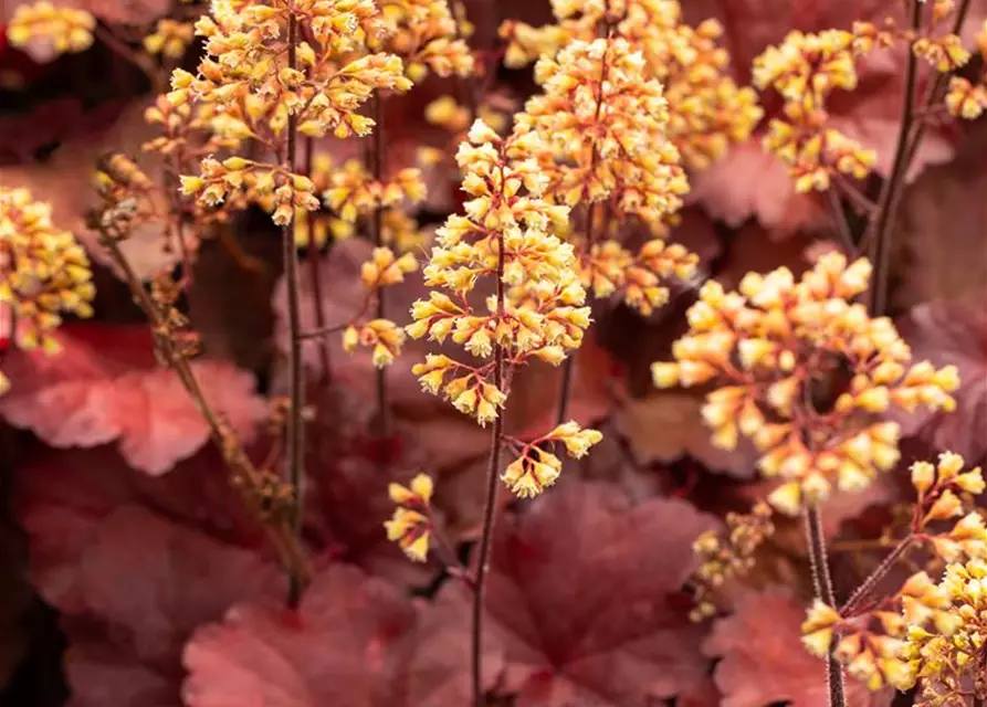 Heuchera x cult. LC 'Blondie' -R-