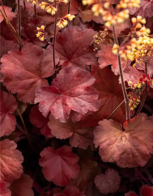 Heuchera x cult. LC 'Blondie' -R-