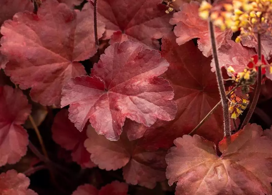 Heuchera x cult. LC 'Blondie' -R-