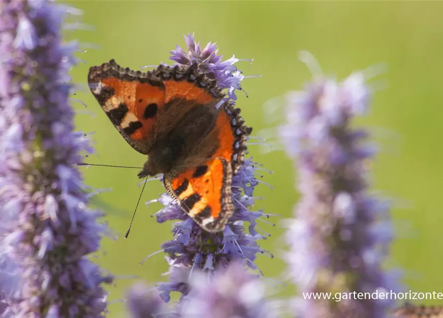 Garten-Duftnessel 'Blue Fortune'