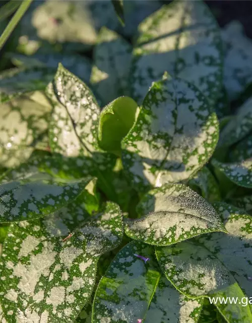 Großgeflecktes Garten-Lungenkraut 'Opal'