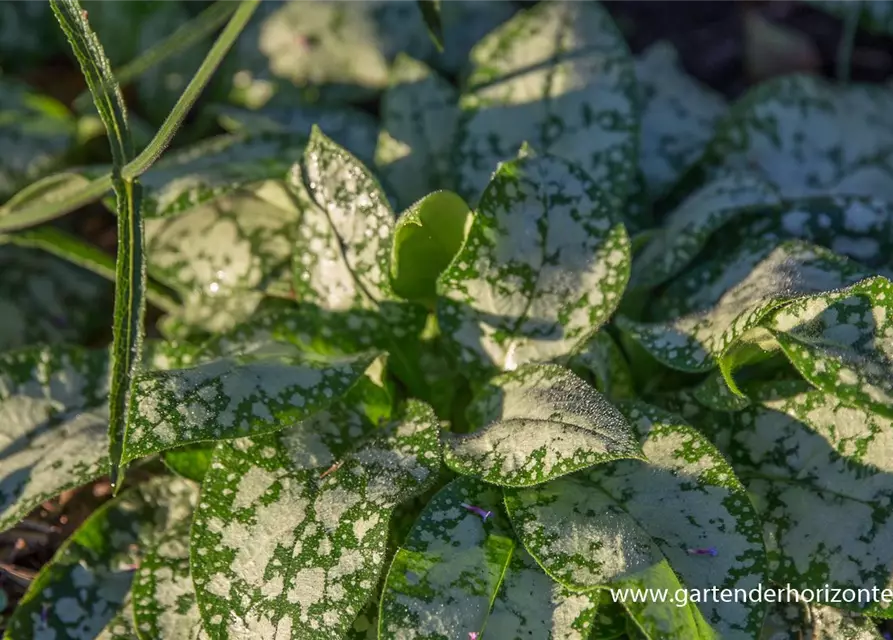 Großgeflecktes Garten-Lungenkraut 'Opal'