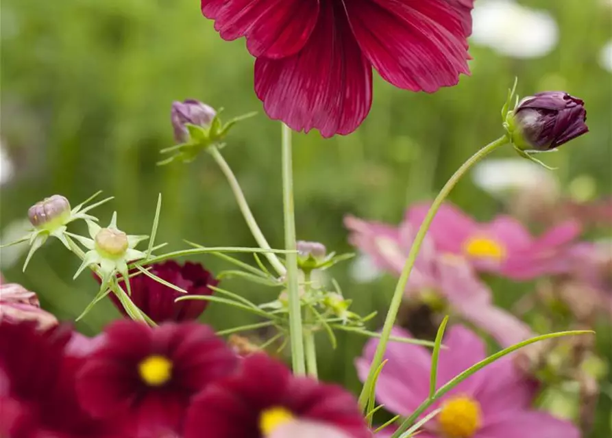 Cosmos bipinnatus