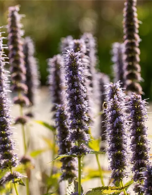 Garten-Duftnessel 'Blue Fortune'