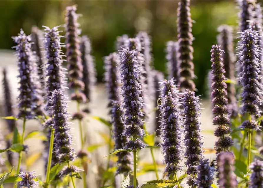 Garten-Duftnessel 'Blue Fortune'