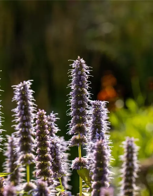 Garten-Duftnessel 'Blue Fortune'