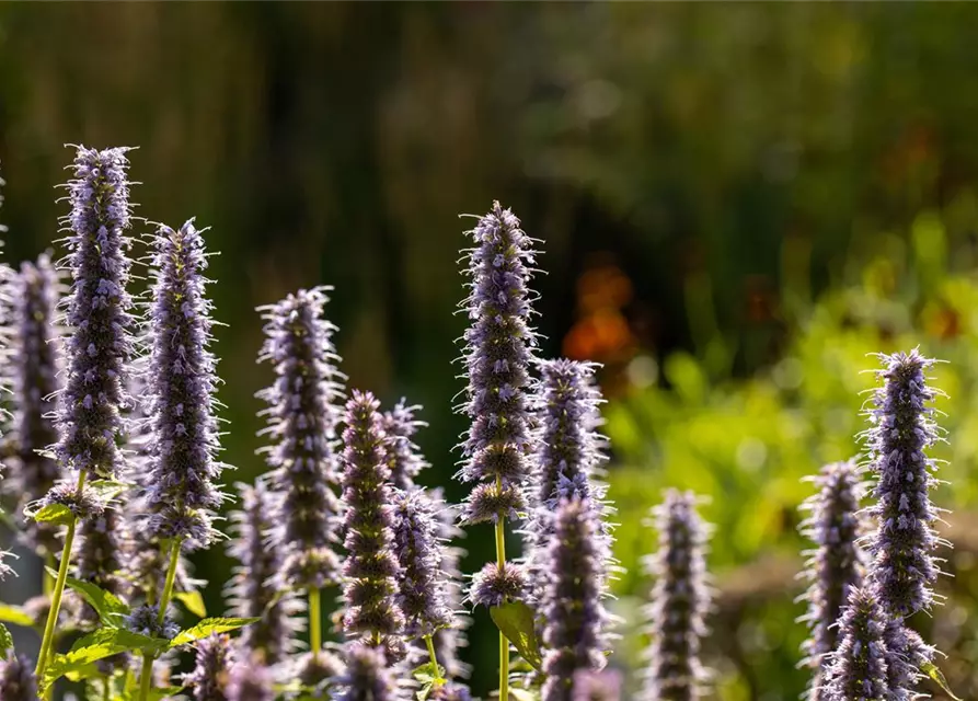 Garten-Duftnessel 'Blue Fortune'