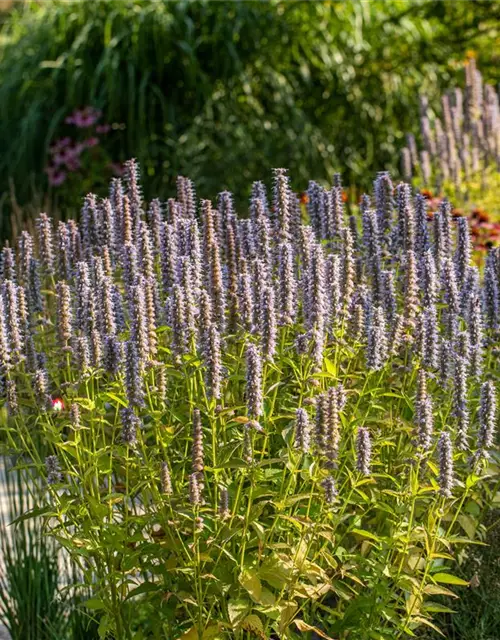 Garten-Duftnessel 'Blue Fortune'