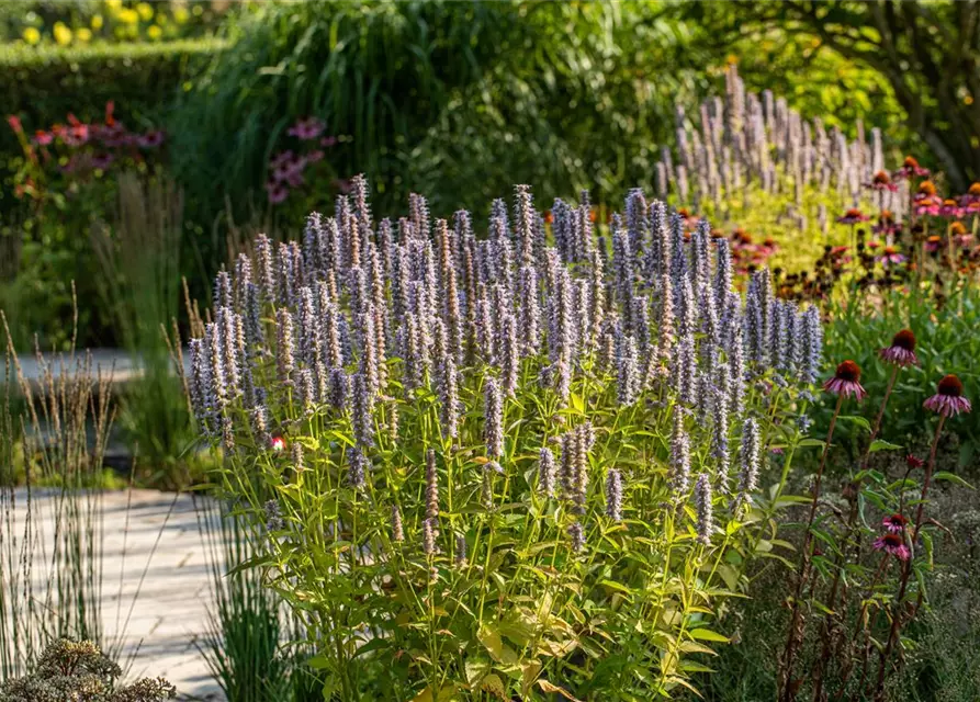 Garten-Duftnessel 'Blue Fortune'