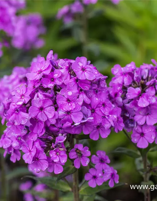 Hohe Garten-Flammenblume 'Hesperis'