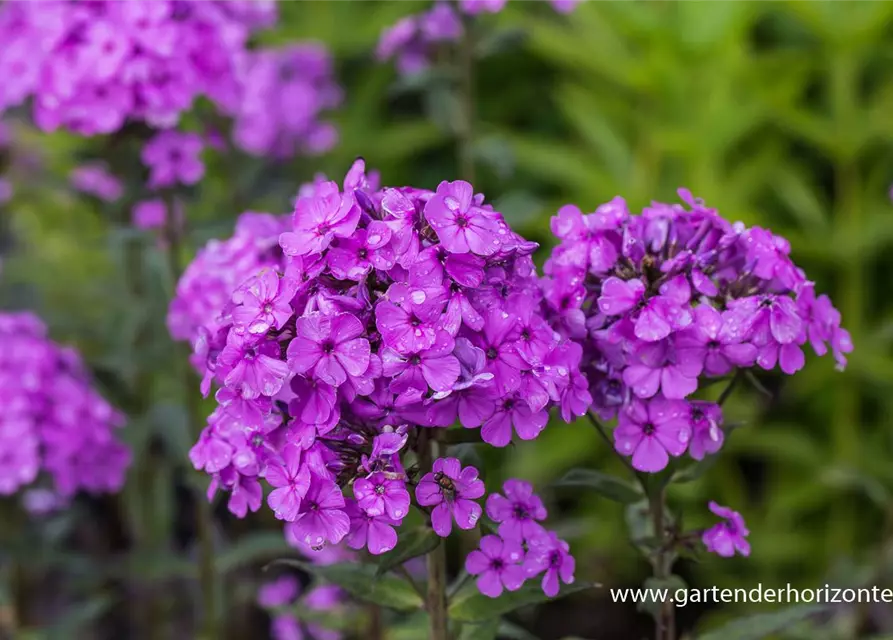 Hohe Garten-Flammenblume 'Hesperis'