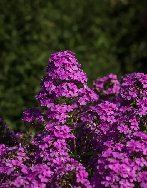 Hohe Garten-Flammenblume 'Hesperis'