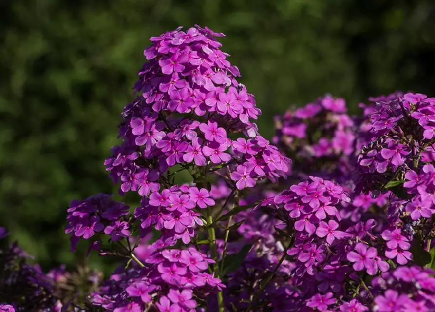 Hohe Garten-Flammenblume 'Hesperis'