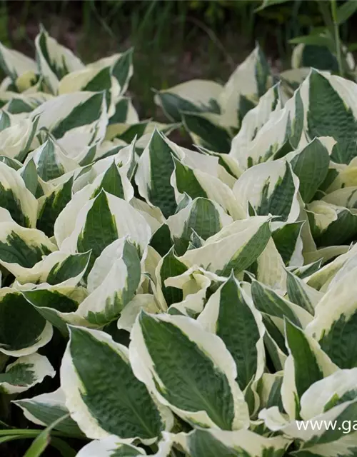 Hosta x fortunei 'Patriot'