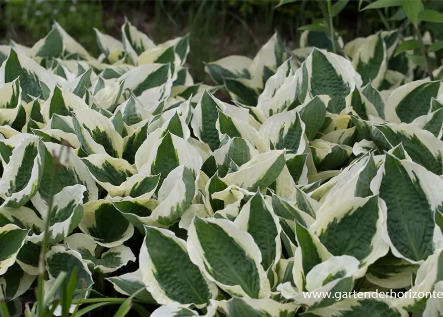 Hosta x fortunei 'Patriot'