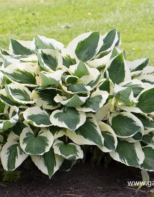 Hosta x fortunei 'Patriot'