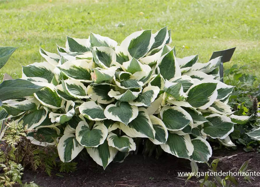 Hosta x fortunei 'Patriot'