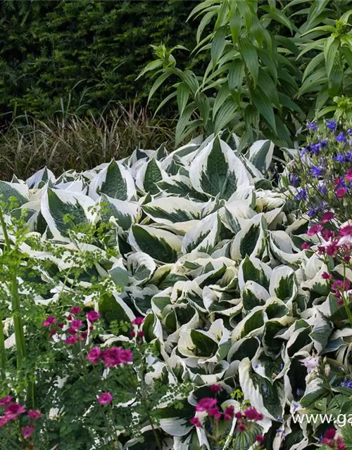 Hosta x fortunei 'Patriot'