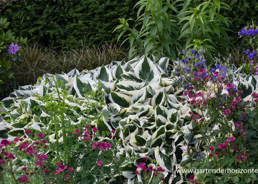 Hosta x fortunei 'Patriot'