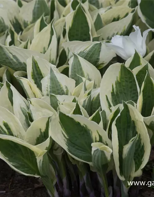 Hosta x fortunei 'Patriot'