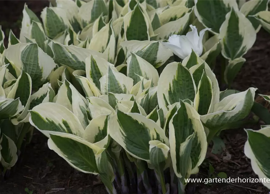 Hosta x fortunei 'Patriot'