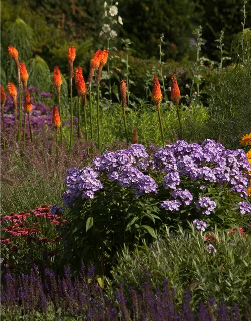 Hohe Flammenblume