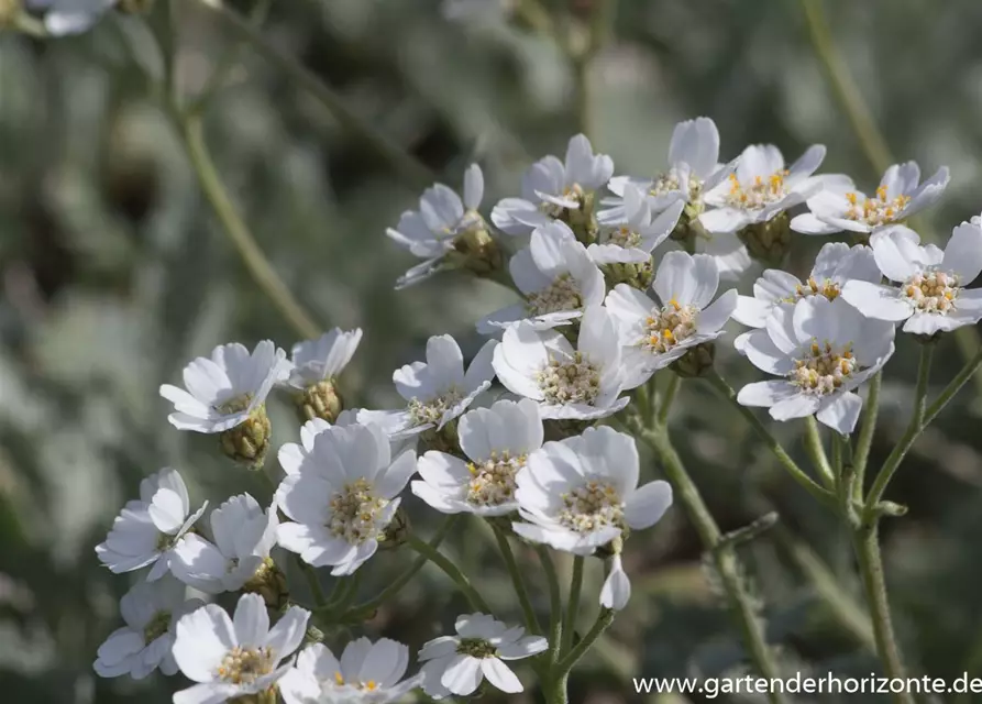 Griechische Silber-Garbe