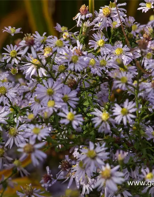 Garten-Schleier-Aster 'Photograph'