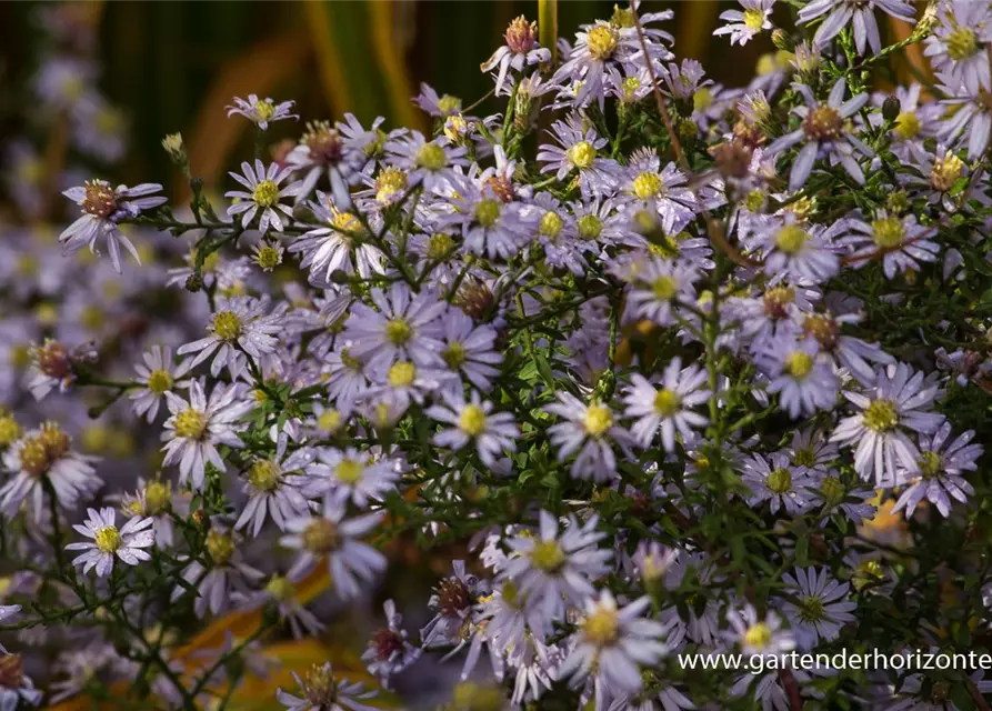 Garten-Schleier-Aster 'Photograph'