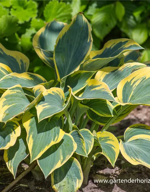 Hosta x tardiana 'First Frost'