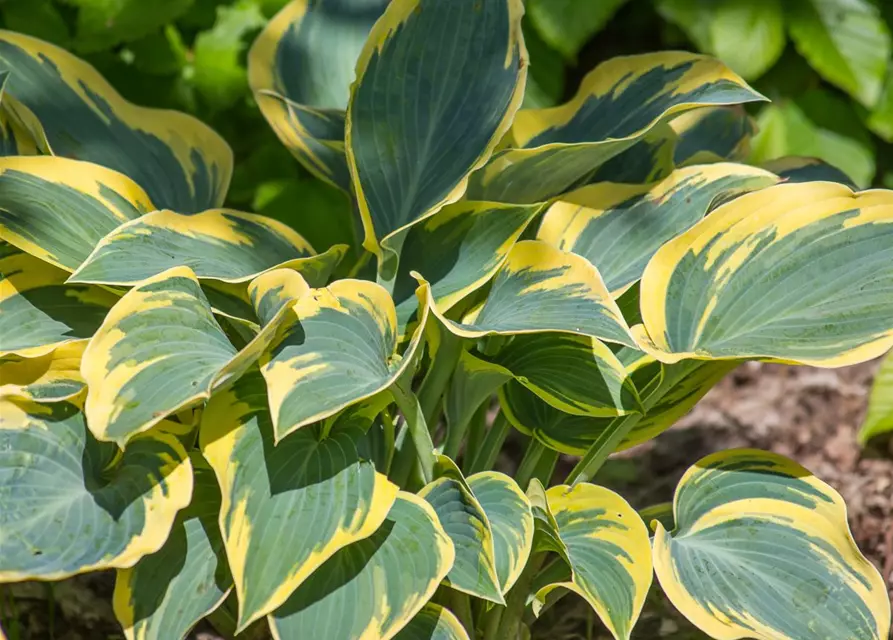 Hosta x tardiana 'First Frost'