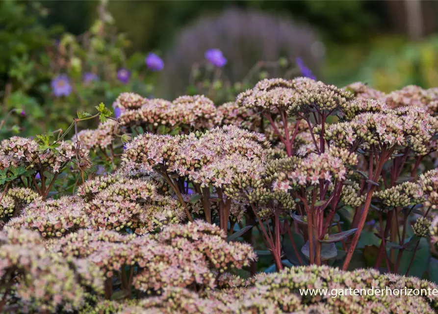 Großes Garten-Fettblatt