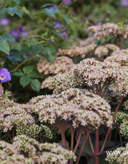 Großes Garten-Fettblatt