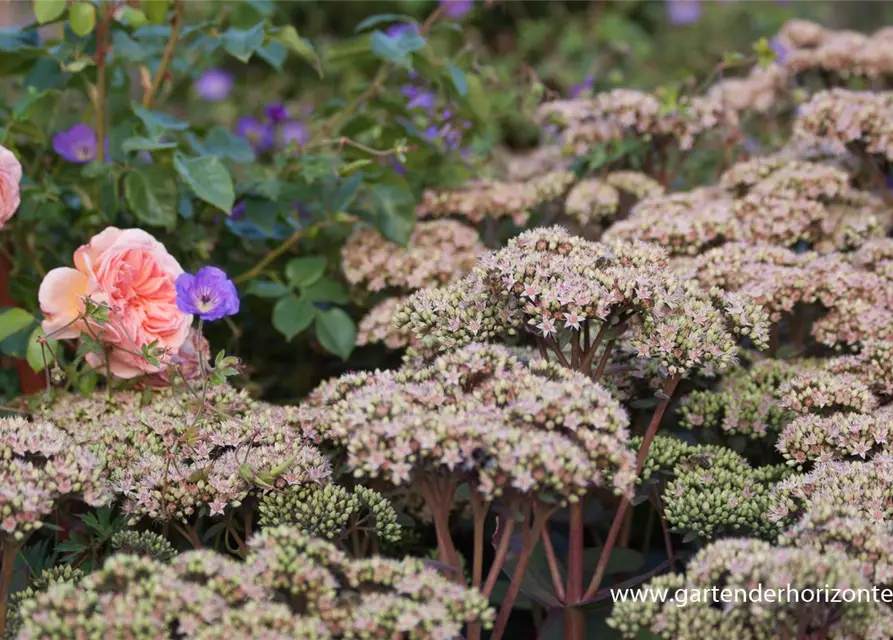 Großes Garten-Fettblatt