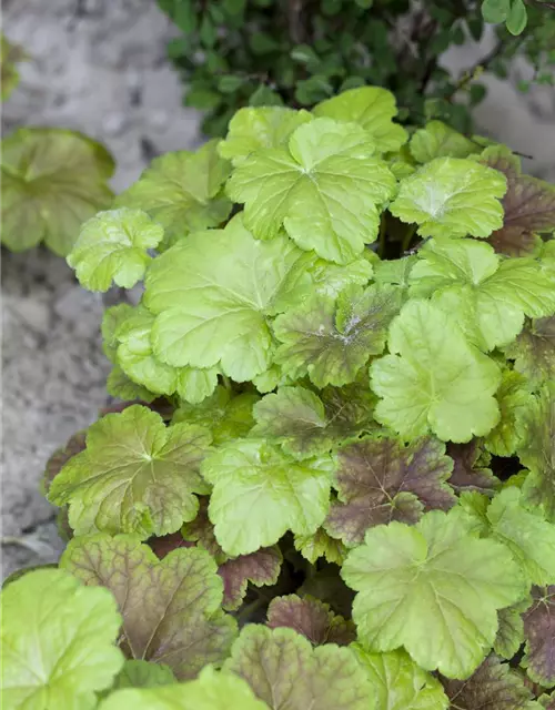 Heucherella(x) tiarell.'Solar Power' -R-