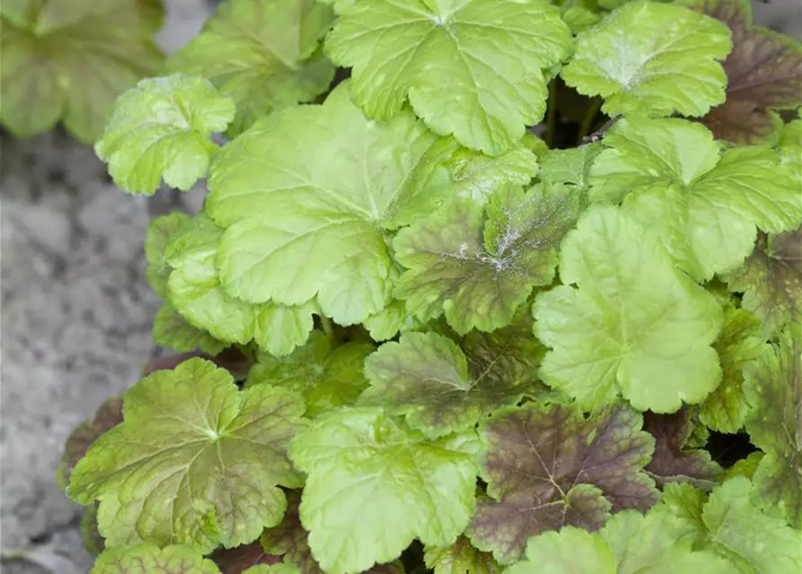 Heucherella(x) tiarell.'Solar Power' -R-