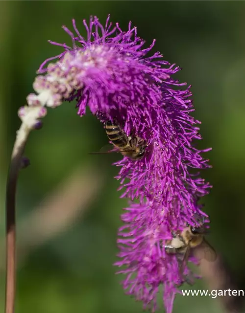 Japanischer Wiesenknopf