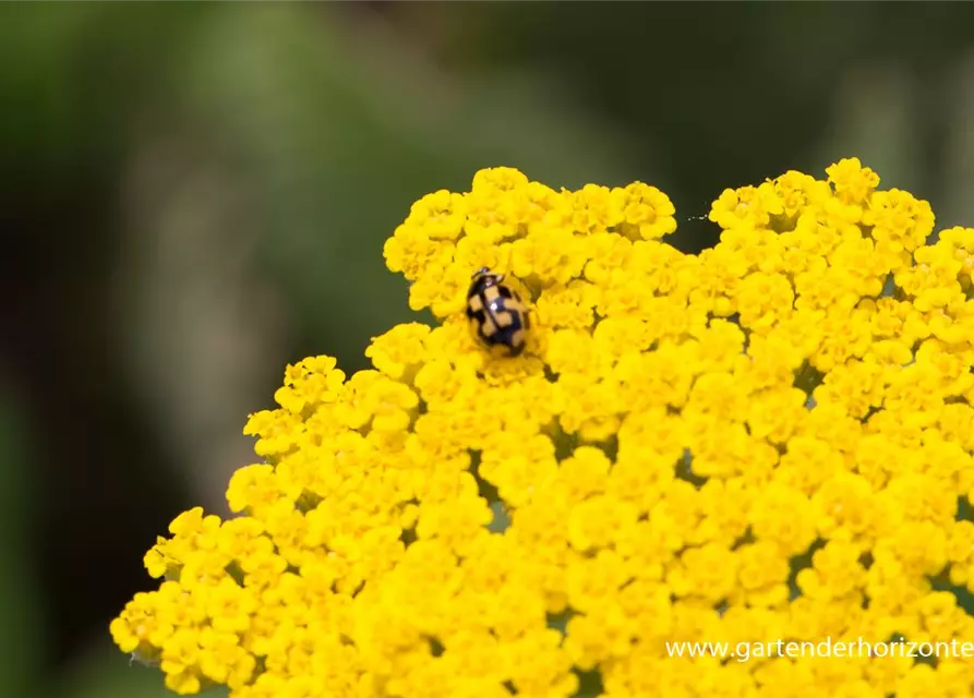 Hohe Garten-Gold-Garbe 'Coronation Gold'