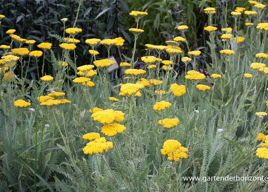 Hohe Garten-Gold-Garbe 'Coronation Gold'