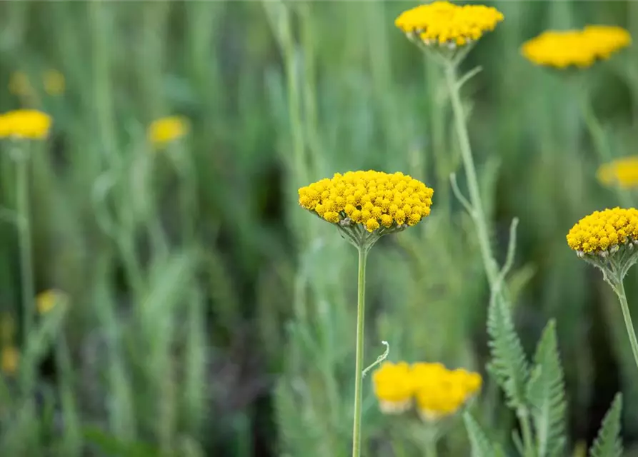 Hohe Garten-Gold-Garbe 'Coronation Gold'