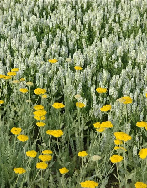 Hohe Garten-Gold-Garbe 'Coronation Gold'