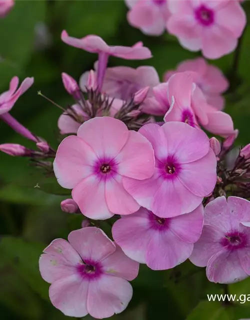 Hohe Flammenblume