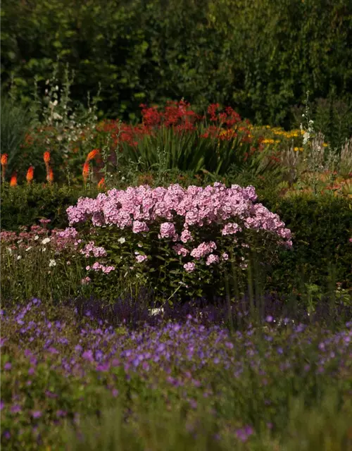 Hohe Flammenblume