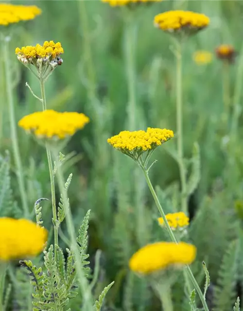 Hohe Garten-Gold-Garbe 'Coronation Gold'